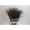 Panicum Virgatum Warrior