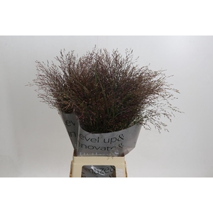 Panicum Virgatum Warrior