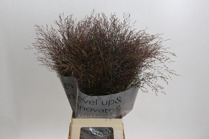 Panicum Virgatum Warrior