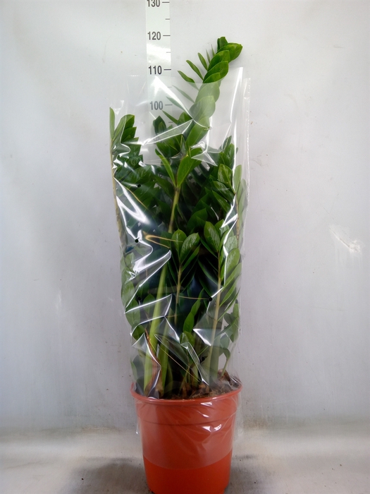 <h4>Zamioculcas zamiifolia</h4>