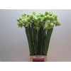 Ornithogalum Saundersiae