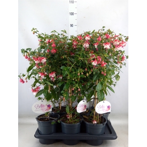Fuchsia   ...