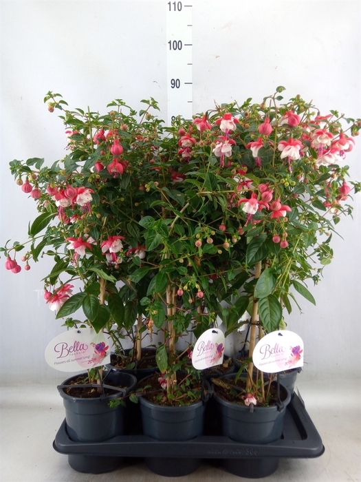 <h4>Fuchsia   ...</h4>