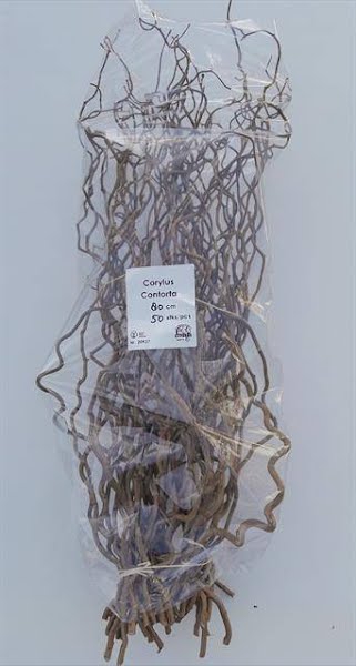 <h4>Corylus Contorta Bert Heeren</h4>