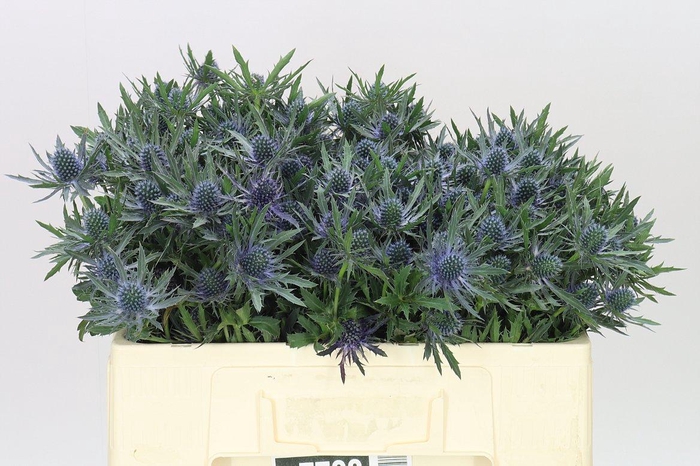 <h4>Eryngium Orion</h4>