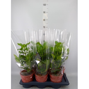 Clusia rosea 'Princess'