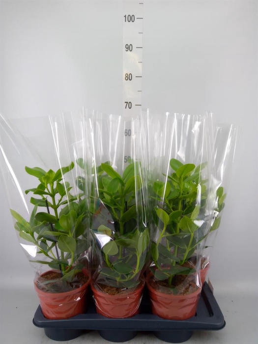 <h4>Clusia rosea 'Princess'</h4>