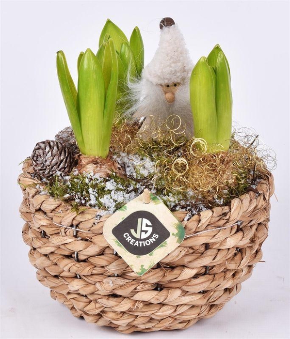 <h4>Mais mand 18cm</h4>