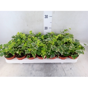 Hedera helix 'White Wonder'