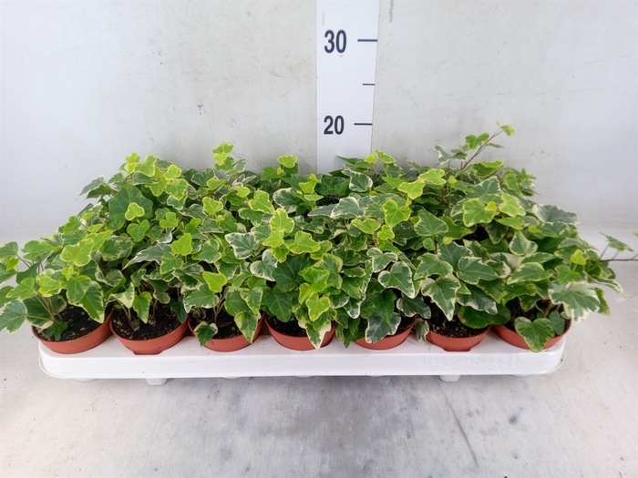 <h4>Hedera helix 'White Wonder'</h4>