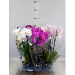 Phalaenopsis  'Elegant Cascade'