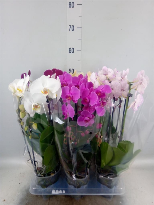 <h4>Phalaenopsis  'Elegant Cascade'</h4>