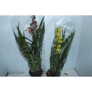 CYMBIDIUM P18 MIN 1 HT