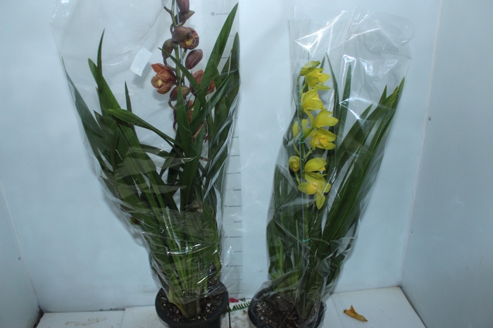 <h4>CYMBIDIUM P18 MIN 1 HT</h4>