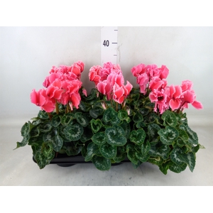 Cyclamen GR 'Halios Curly Litchi'