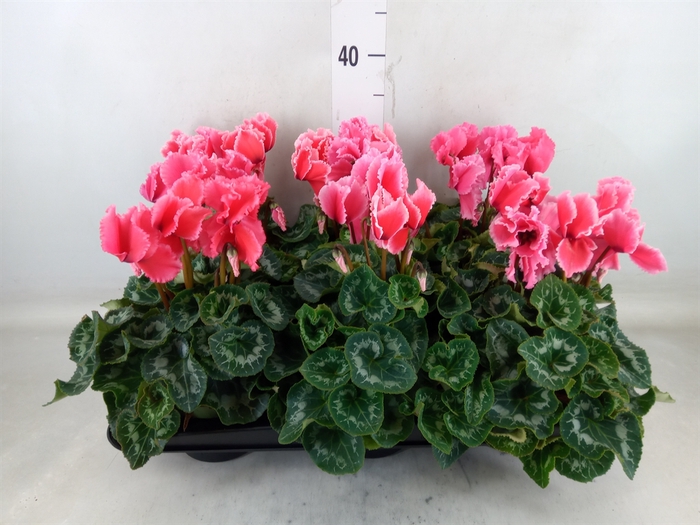 <h4>Cyclamen GR 'Halios Curly Litchi'</h4>