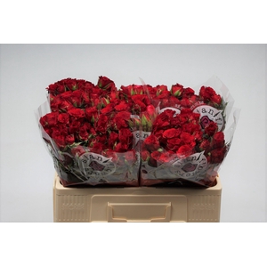 R TR VELVET BLOSSOMS