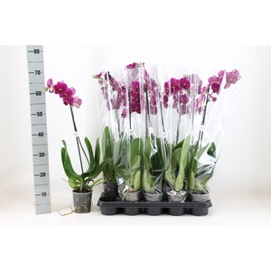 PHAL AN BLOEMFONTEIN