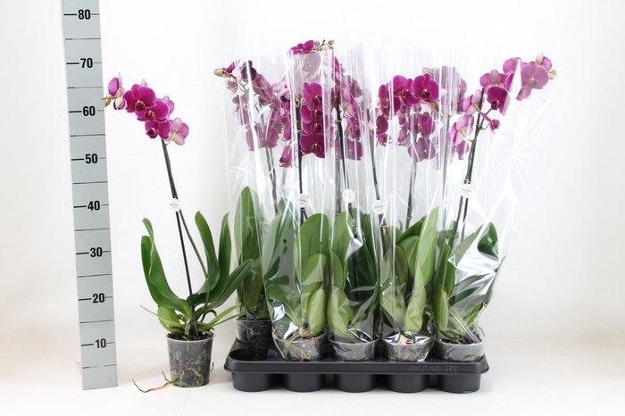 <h4>PHAL AN BLOEMFONTEIN</h4>