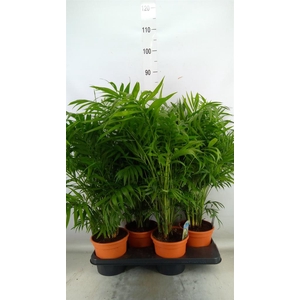 Chamaedorea elegans