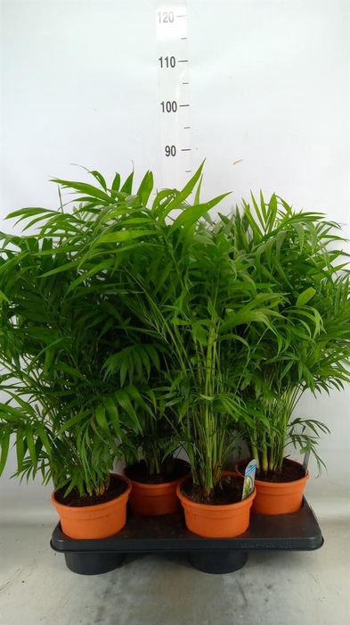 <h4>Chamaedorea elegans</h4>