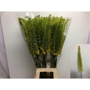 EREMURUS STENOPHYLLU