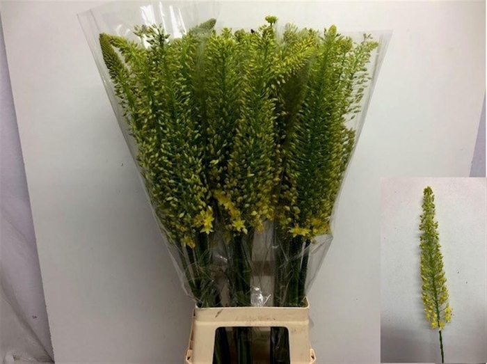 <h4>EREMURUS STENOPHYLLU</h4>