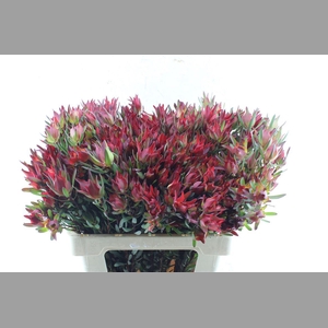 Leucad Sal Blush Xxl