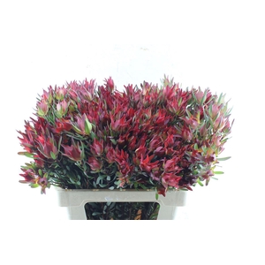 Leucad Sal Blush Xxl