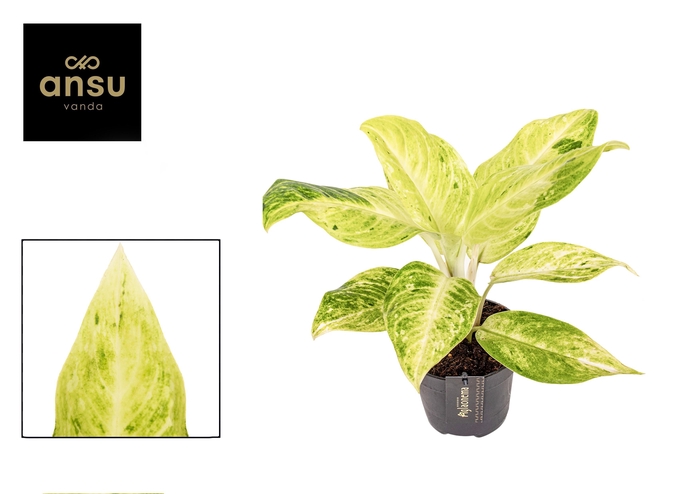 <h4>Aglaonema Citronelle</h4>