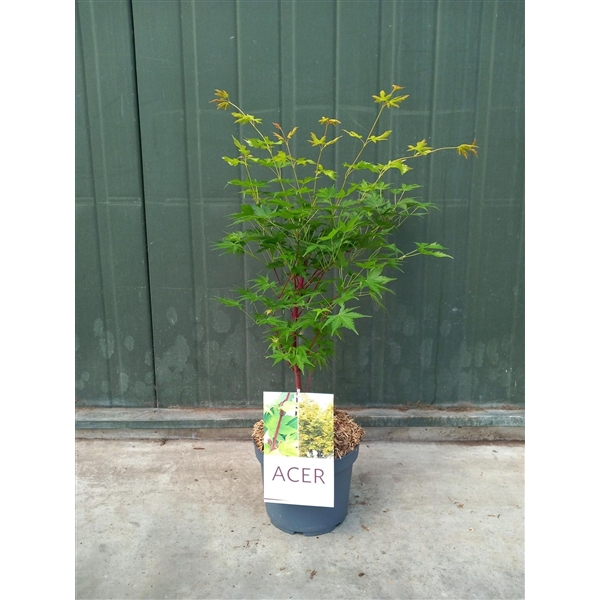 <h4>Acer palmatum Sangokaku</h4>