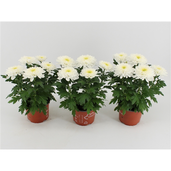 <h4>Chrysant Zembla Wit</h4>