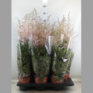 Astilbe   ...