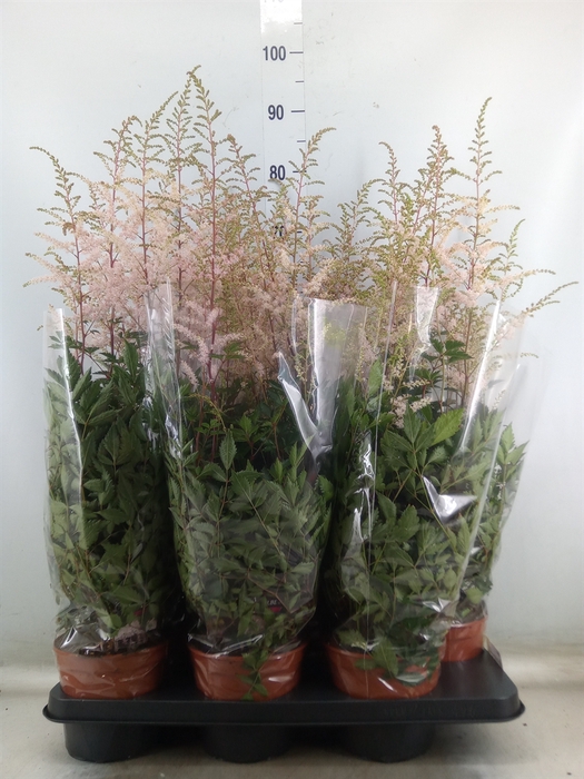 <h4>Astilbe   ...</h4>