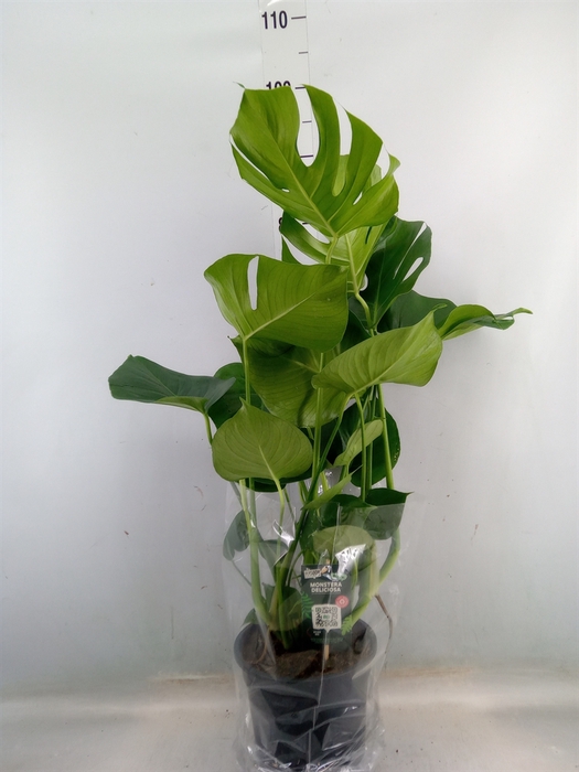 <h4>Monstera delic.</h4>