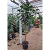 Ficus Elastica Robusta