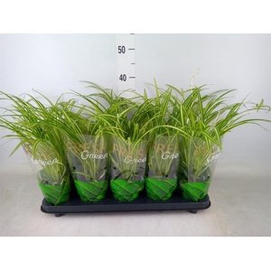 Chlorophytum cos. 'Atlantic'