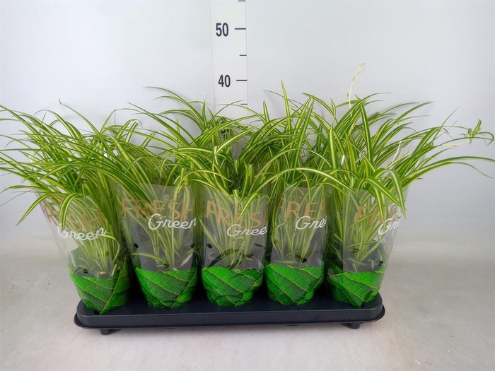 <h4>Chlorophytum cos. 'Atlantic'</h4>