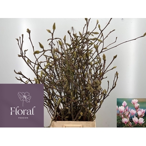 MAGNOLIA GRANDIFLORA