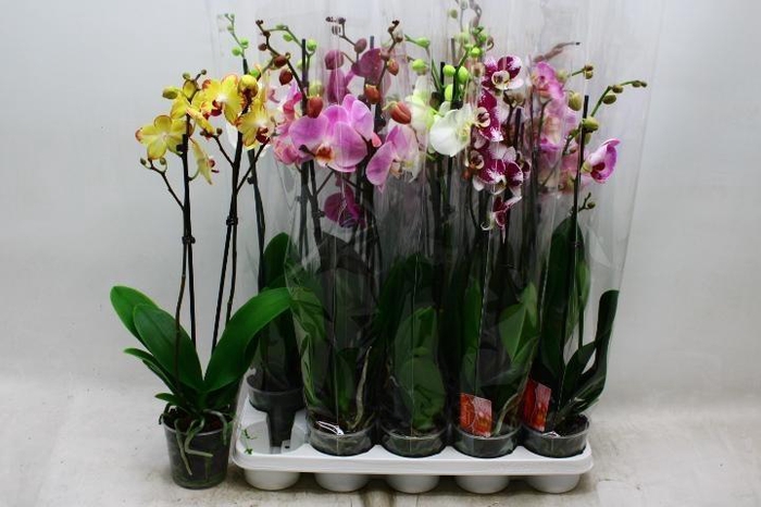 <h4>PHAL GEM 7 KL</h4>