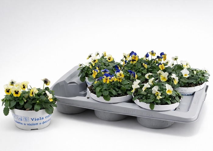 <h4>VIO CO EM GEM</h4>