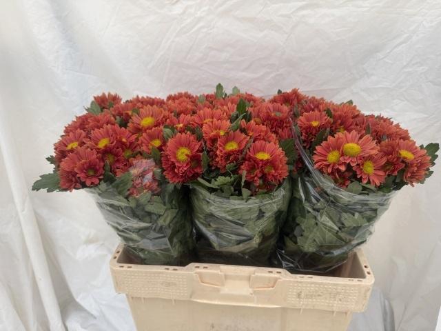 <h4>CHR S HARLEY</h4>