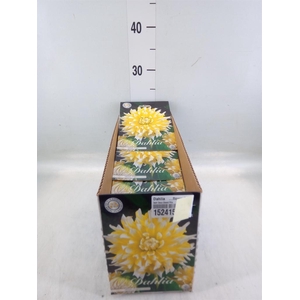 Dahlia   ...flowerbulbs