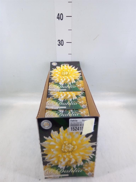 <h4>Dahlia   ...flowerbulbs</h4>