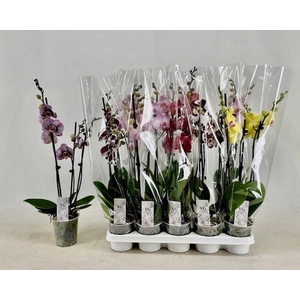 PHAL GEM
