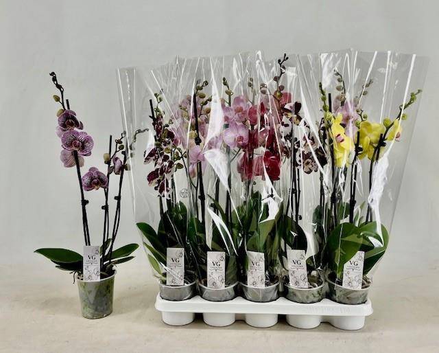<h4>PHAL GEM</h4>