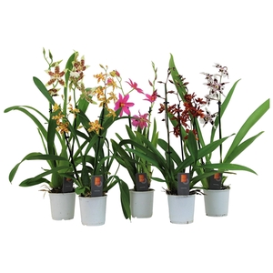 Inca Orchid mix 2 spike 9cm