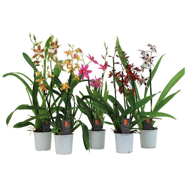 Inca Orchid mix 2+ spike 9cm