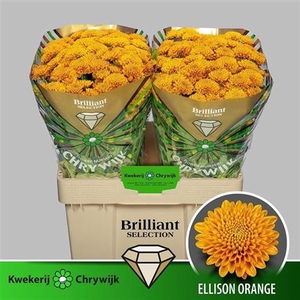 CHR S ELLISON ORANGE BRILLIANT