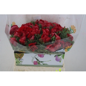 Anem Mistral Super Red